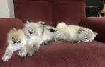 Himalayan – Specialty Purebred Cat Rescue