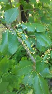 Image result for Hippocratea buchananii