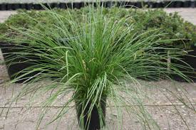 Image result for Motandra paniculata
