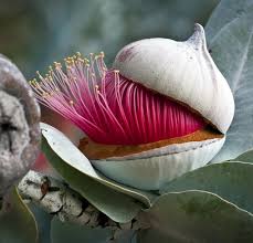 Eucalyptus Flower Bud Opening Up The Cap Lid Coming Off Jewelexi Flowers Plants Unusual Flowers Trees To Plant