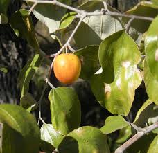 Image result for Ziziphus mauritiana