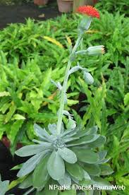 Image result for Kleinia grantii