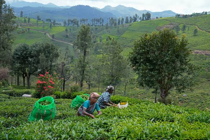 Nilgiris
