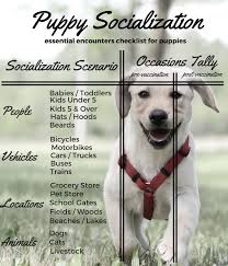 How To Socialize Your Labrador Puppy The Labrador Site