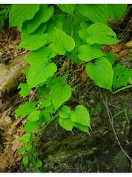 Image result for Dioscorea quartiniana