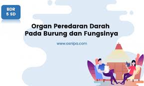 Sistem peredaran darah, yang merupakan juga bagian dari kinerja jantung dan jaringan pembuluh darah (sistem kardiovaskuler) dibentuk. Organ Peredaran Darah Pada Burung Dan Fungsinya Osnipa