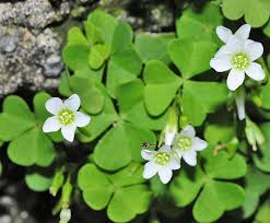 Image result for Oxalis latifolia