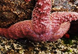 La jolla tide pools are on point loma base. The Best Tide Pools To Explore Near Seattle Seattle Refined