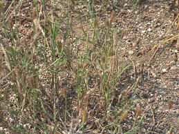 Image result for Tetrapogon