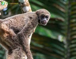 Image result for Micractis bojeri