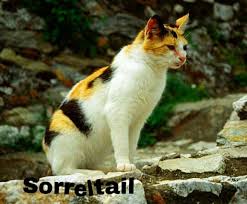 Black And Orange Tortoiseshell Kitten Tortoiseshell And White She Cat With Amber Eyes Beautiful Cats Owning A Cat Pretty Cats