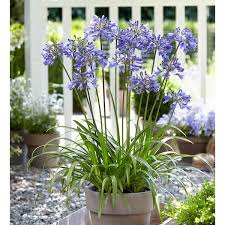 Image result for Ellipanthus