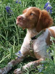 Pin By Mark L On Cuteness Brittany Dog Brittany Spaniel Dogs Working Dogs Breeds
