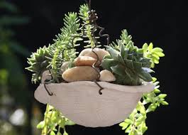 Pin On Plants For The House