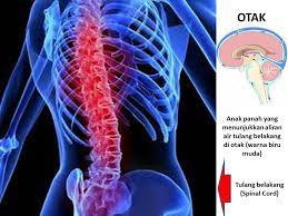 Saat lahir, rangka manusia terdiri dari sekitar 270 tulang. Apa Itu Air Tulang Belakang Cerebrospinal Fluid Wannura Terapi