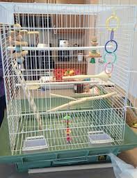 The area inside shall allow him to spread his wings freely and take short flights if space allows. How To Set Up A Birdcage For A Parakeet Or Cockatiel Pethelpful