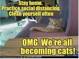 Cat memes are always in style. Cats And The Coronavirus Quarantine Memes On The Web Cat In The Box Llc