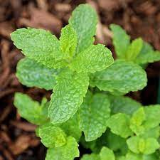 Growing Mint Plant Moroccan Mint Mentha Spicata Var Crispa Mint Garden Types Of Mint Plants Growing Mint