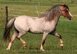 Their legs and head are devoid of white hairs, only showing the horse's base color. Roan Horse Facts With Pictures Horsebreedspictures Com