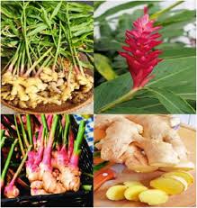 Image result for Zingiber