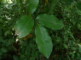 Image result for Uvaria angolensis