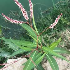 Image result for Persicaria barbata