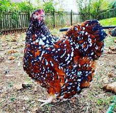 Maybe you would like to learn more about one of these? 100 Weird Chickens Ideas Chickens Chickens Backyard Chicken Breeds
