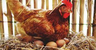 How long before they hatch? How To Identify And Treat An Egg Bound Chicken