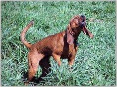 Stainless steel kitchen cabinet handles ukc coonhound events. 8 Animal Stuff Ideas Pets Doggy Dogs