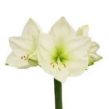 Home All Flowers Amaryllis