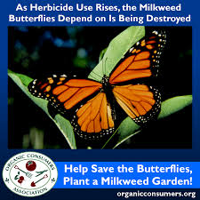 Growing Milkweed For Monarchs Milkweed Garden Milkweed Milkweed Plant