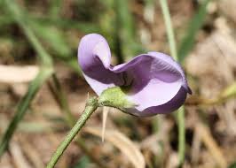 Image result for Vigna vexillata
