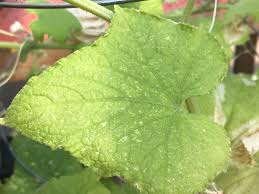 Image result for spider mites on cucumbers