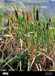Image result for Typha capensis
