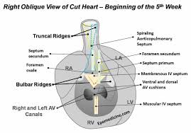 The heart is the first functional organ in vertebrate embryos, and in the human, beats spontaneously around week 5 of development. Heart Development Embryology Made Easy Epomedicine