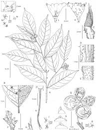 Image result for Cola clavata