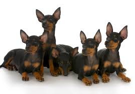 Manchester Terrier