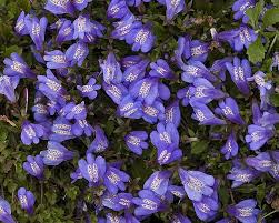 Campanula Rapido Blue Perennial Ground Cover Ground Cover Seeds Ground Cover