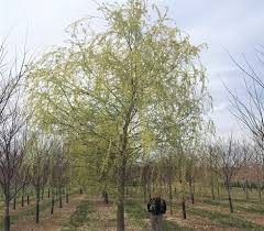 Maybe you would like to learn more about one of these? Salix Alba Tristis Ruppert Nurseries