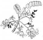 Image result for Secamone stuhlmannii