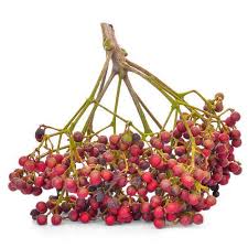 Image result for Zanthoxylum