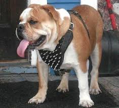 Search forthe best equipmentfor your english bulldog click here and pick upsomethingspecialfor your pet dog muzzle dog collars dog harnesses leads and leashes training supplies. Purchase Spiked Leather Bulldog Harness Dog Walking