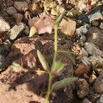 Image result for Hermannia kirkii