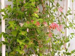 We did not find results for: Coral Honeysuckle For Sale Largo And St Petersburg