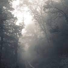 wishing you a magical week end deepforest fog picture taken and edited by ka l o k mortalis new moon rituals new moon deep forest