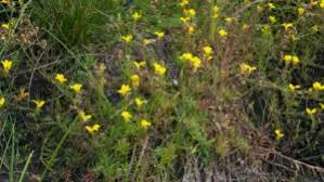 Image result for Schizaea pectinata