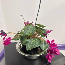 Image result for Cyclamen parviflorum