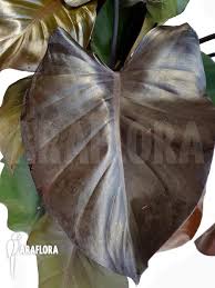A wonderful addition to tropical gardens. Araflora Exotic Flora More Philodendron New Named Purple Congo