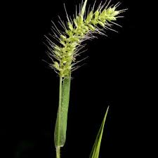 Image result for Setaria lindenbergiana