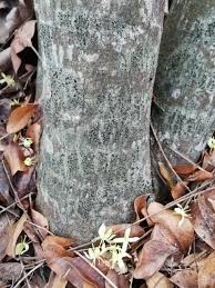 Image result for Ptaeroxylon obliquum